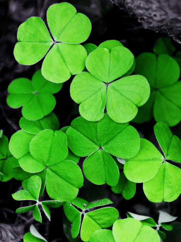 image of St. Patricks day product collection